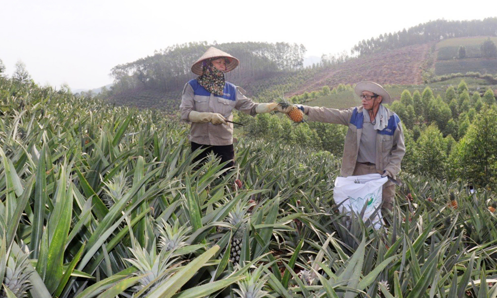  Vốn tín dụng chính sách: “Tiếp sức” phát triển sản phẩm chủ lực khu vực nông thôn